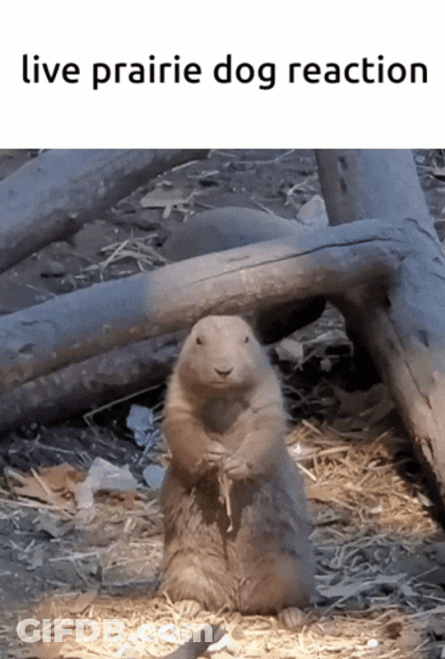 Prairie Dog Eating Wood Stick GIF