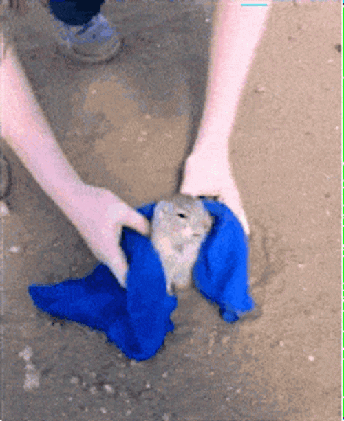 Prairie Dog Got Out Of The Hole GIF