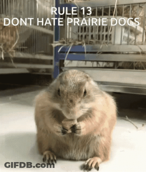 Prairie Dog GIF