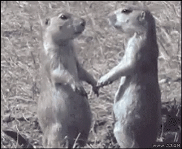 Prairie Dog Kissing GIF