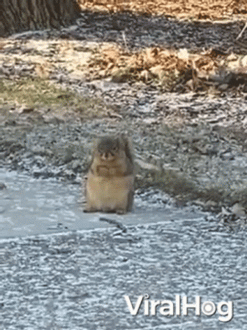 Prairie Dog On The Road GIF