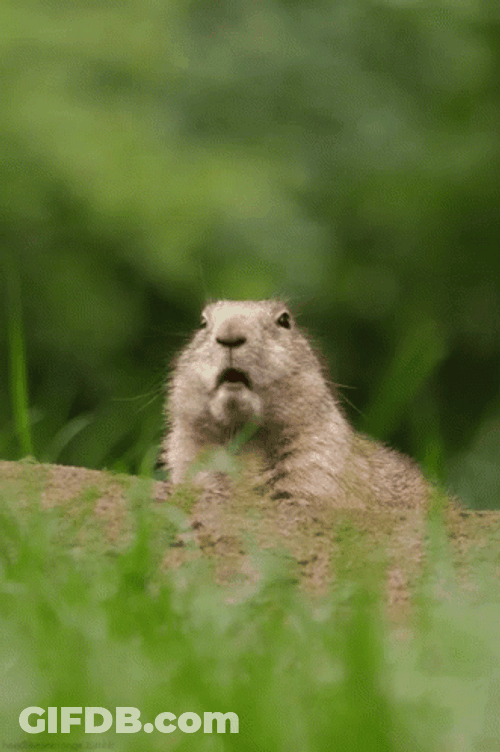 Prairie Dog Slowly Chewing GIF