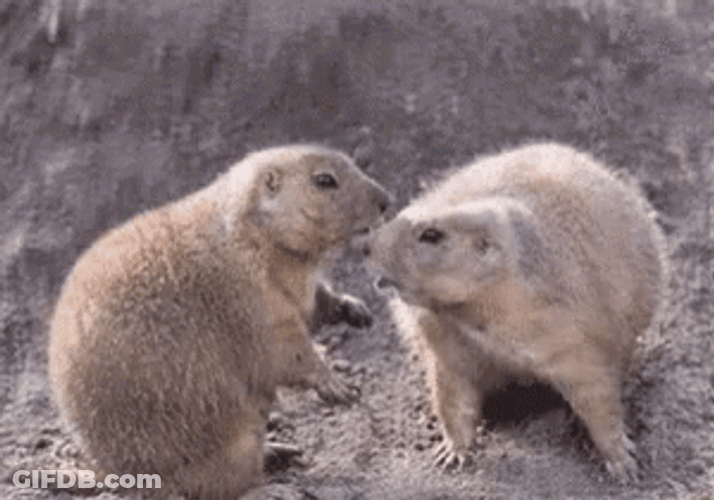 Prairie Dog Smelling Each Other GIF