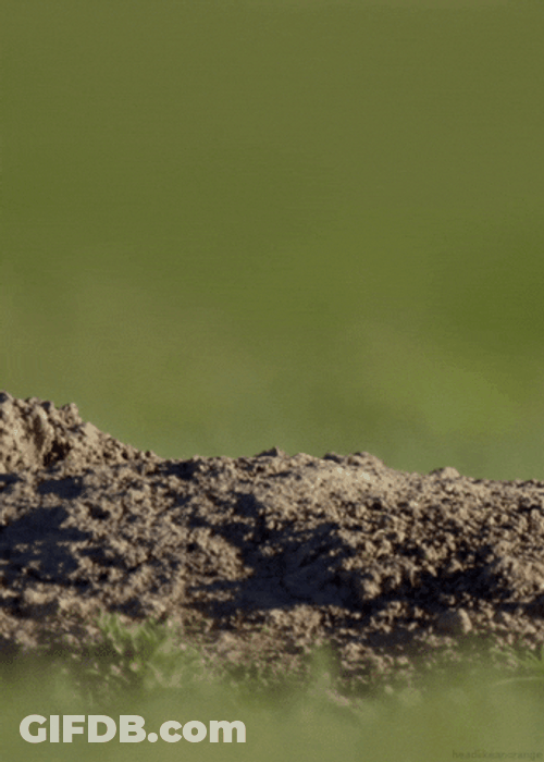 Prairie Dog Sneak Peak GIF