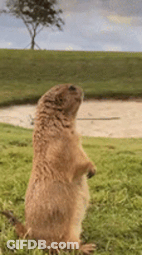 Prairie Dog Standing On Hind Legs In Grass GIF