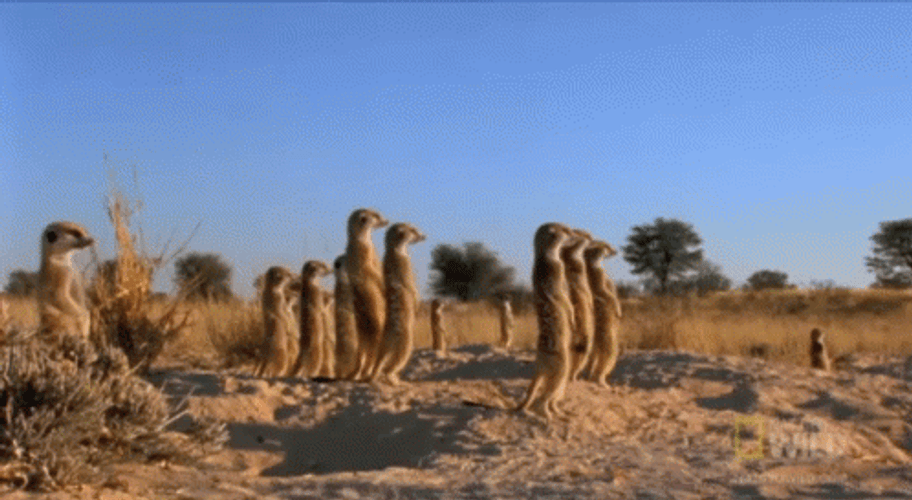 Prairie Dog Standing Up Waiting GIF