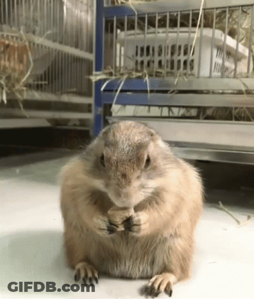 Prairie Dog Surprised Reaction GIF