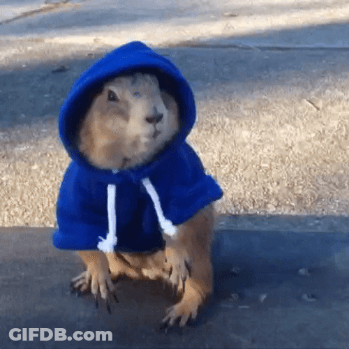 Prairie Dog Wearing Blue Hoodie GIF