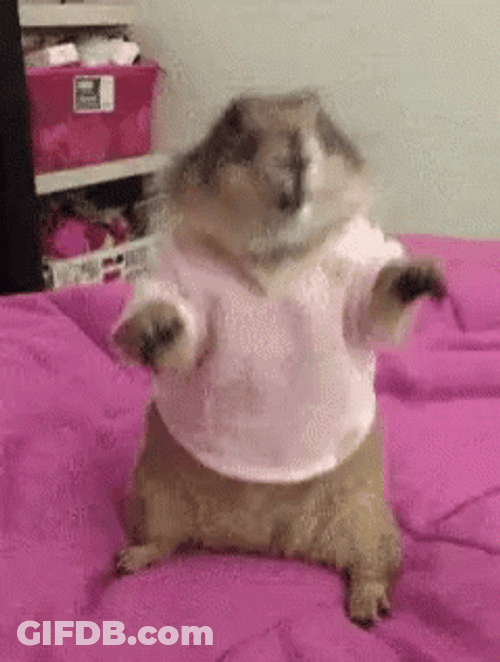 Prairie Dog Wearing Pink Shirt GIF