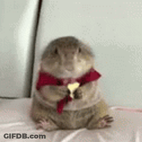 Prairie Dog Wearing Red Cape Eating GIF