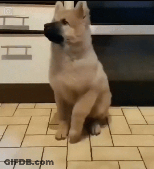 Prancing Impatient Dog GIF