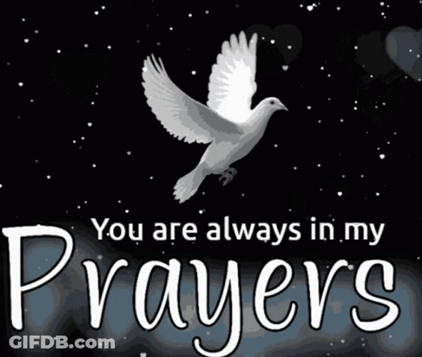 Praying For You Peace Dove GIF
