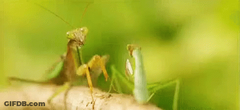 Praying Mantis On Tree Branch GIF