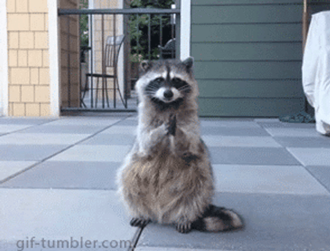 Praying Pose Of Raccoon GIF