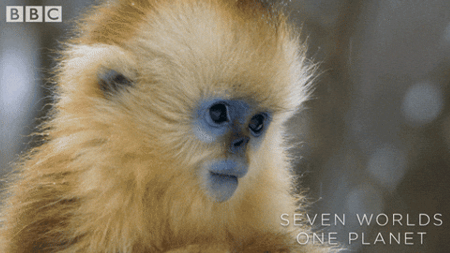 Precious Little Baby Monkey Cooing GIF