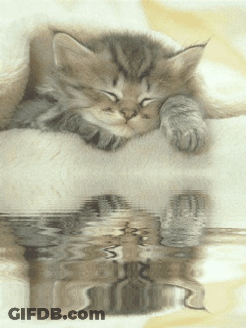 Precious Sleepy Cat Water Reflection GIF