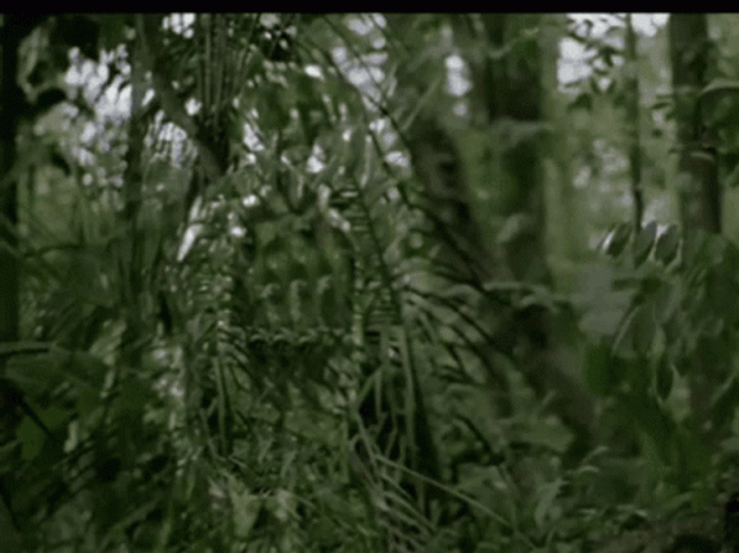 Predator 1987 Camouflage Cloak GIF
