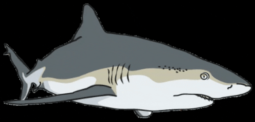 Predator Shark Digital Art GIF