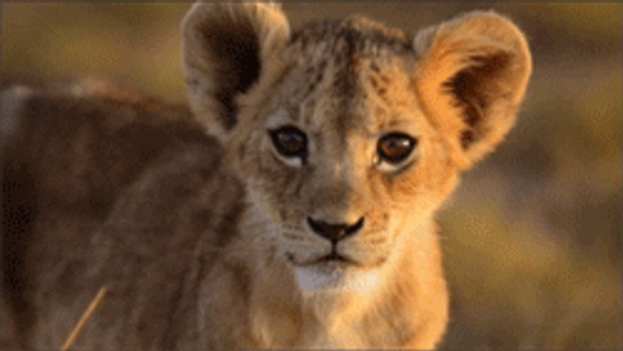 Predator Tiger Cub GIF