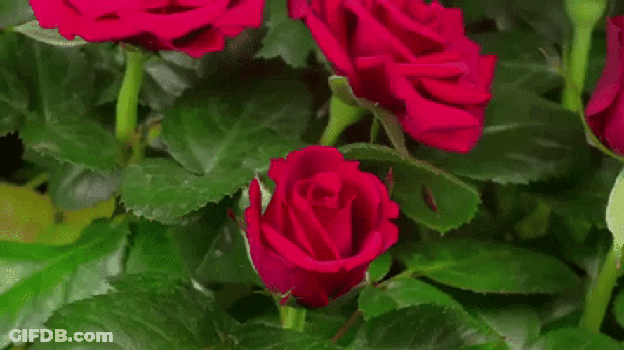 Pretty Blooming Rosas GIF