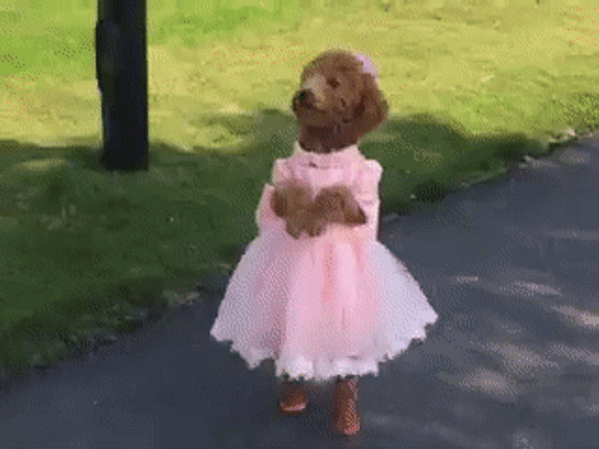 Pretty Dog Dress GIF