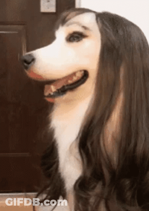 Pretty Lady Dog GIF