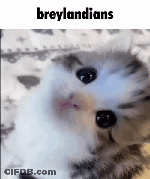 Pretty Little Kitten Looks Up GIF