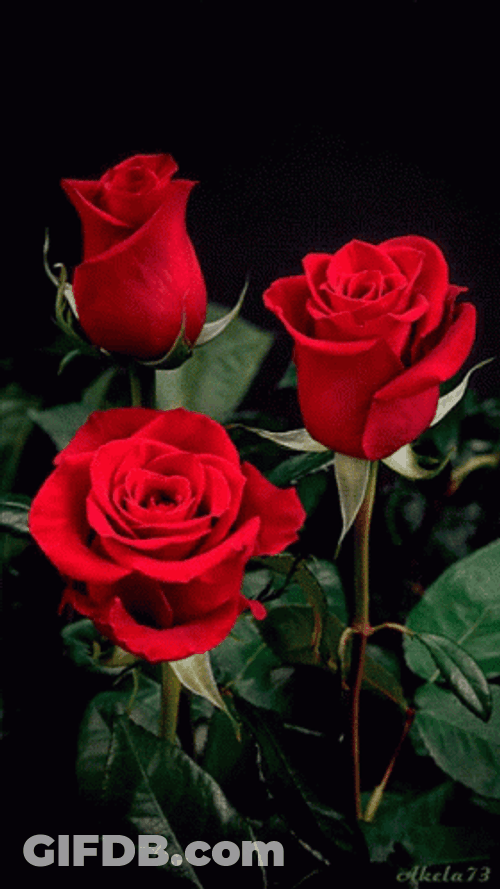Pretty Moving Red Rosas GIF