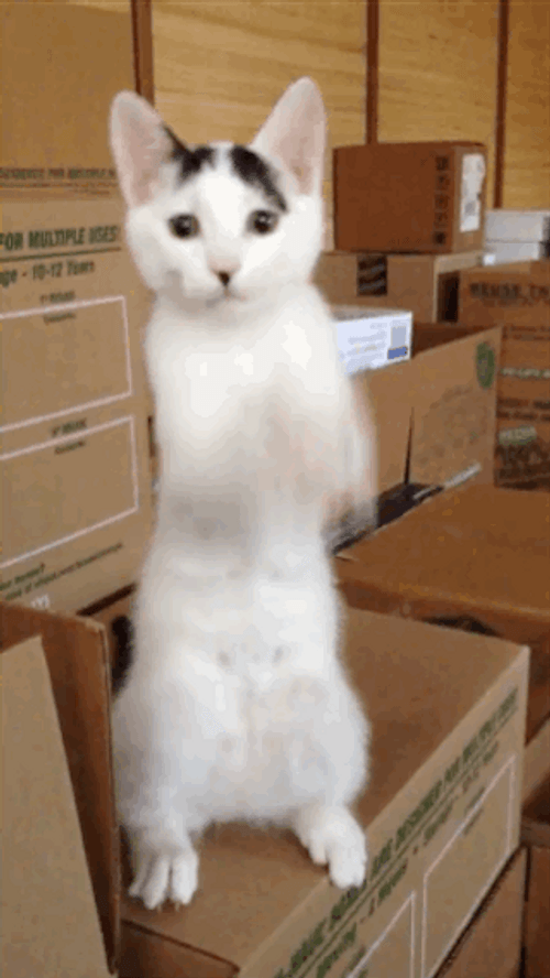 Pretty Please Black And White Cat GIF