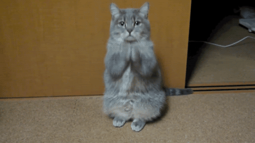 Pretty Please Cat Begging GIF