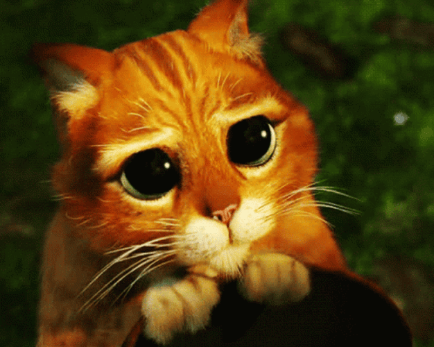 Pretty Please Cat Sad Eyes GIF