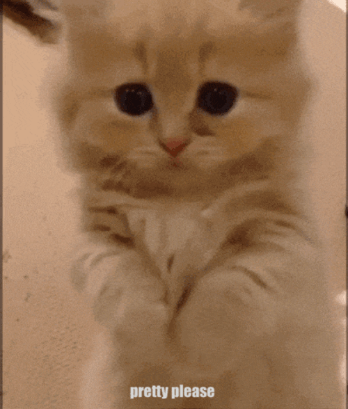Pretty Please Cute Cat GIF
