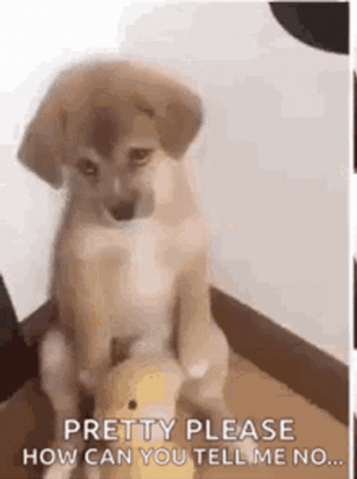 Pretty Please Dog No GIF