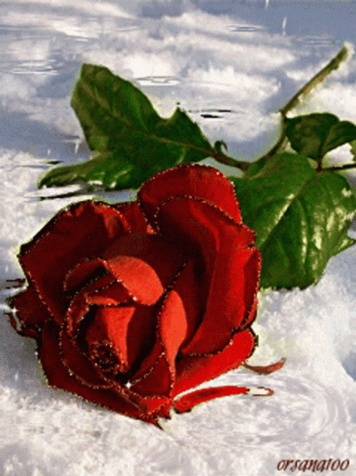 Pretty Rosas Raining GIF