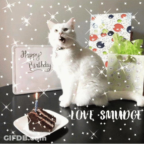 Pretty White Cat Happy Birthday Smudge GIF