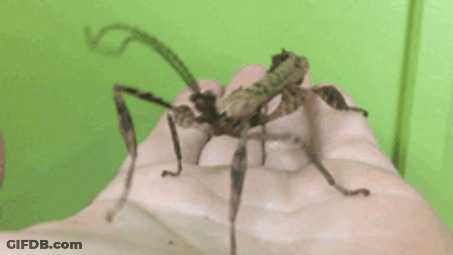 Prickly Stick Insect GIF