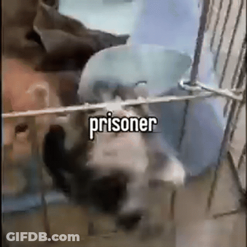 Prison Bars Funny Cat Meme GIF