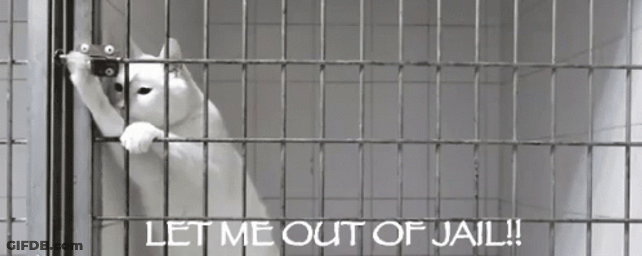 Prison Bars Let Me Out Of Jail Funny Cat GIF