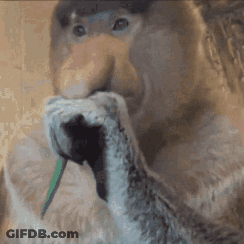 Proboscis Eating Monkey GIF