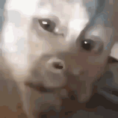 Procrastinating Monkey Stare GIF
