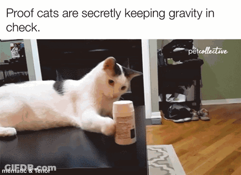 Proof Cats Are Secretly Keeping Gravity In Check Written Above A Picture Of A Cat GIF