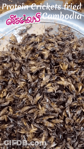 Protein Crickets Fried In Cambodia GIF