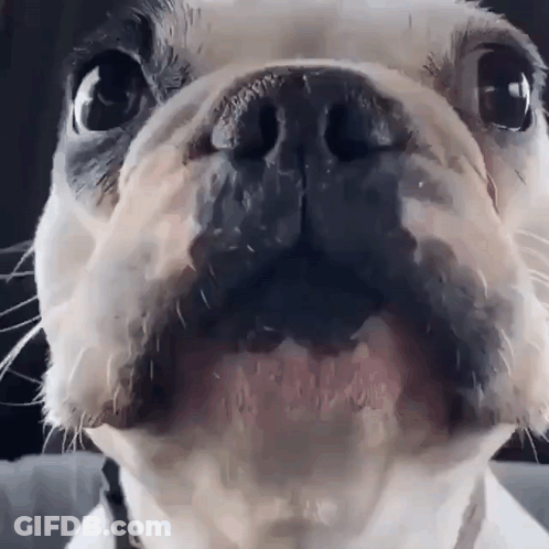 Proud To Be L.D.S. Girl In Suit And Tie GIF