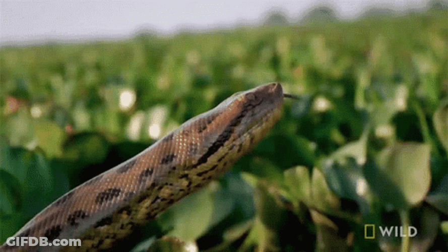 Prowling Monster Anaconda Snake GIF