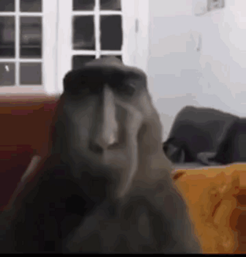 Prying Monkey Zoom In Meme GIF