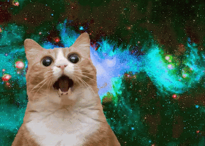 Psychedelic Shocked Cat GIF