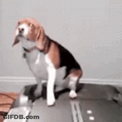 Pt Lazy Chubby Dog Exercising Fail GIF