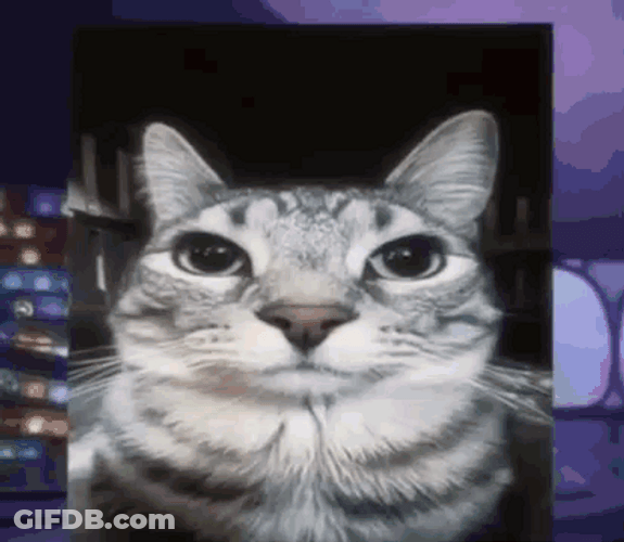 Ptsd Cat Image Compilation Meme GIF