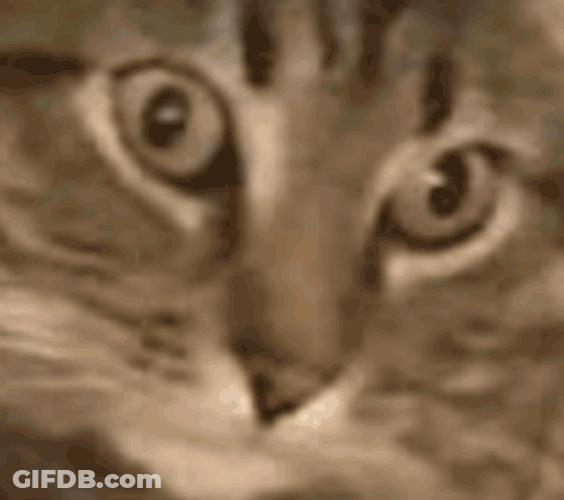 Ptsd Dazed Cat Eyes Flashback Meme GIF