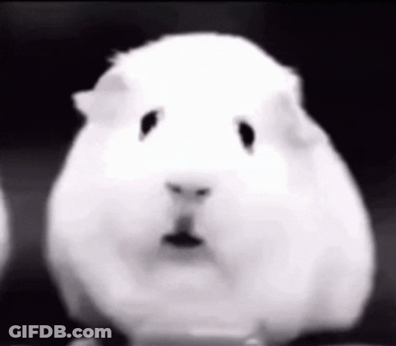 Ptsd Fluffy Confused Guinea Pig Meme GIF